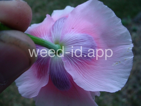 poppy, opium